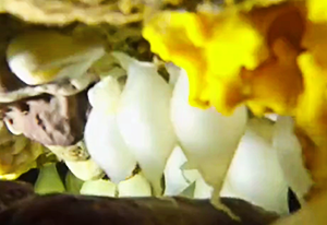 cuttlefish eggs